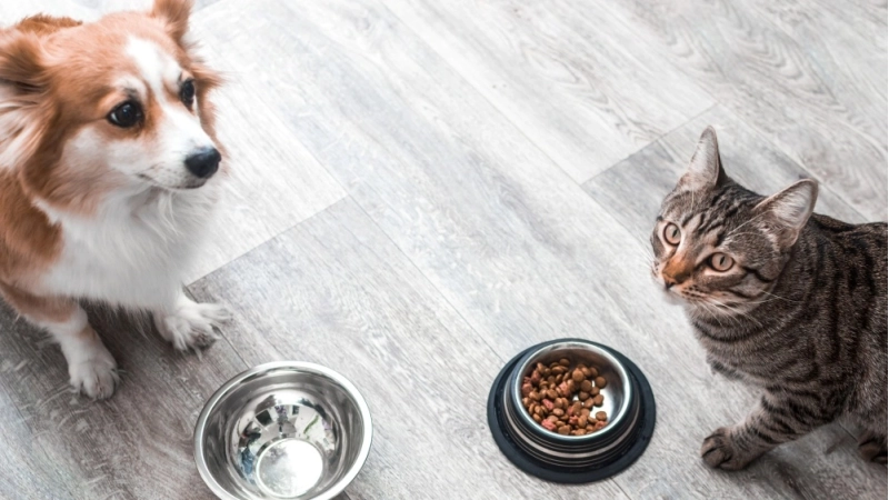 Jakie podłogi do domu ze zwierzętami? - Panele polecane dl