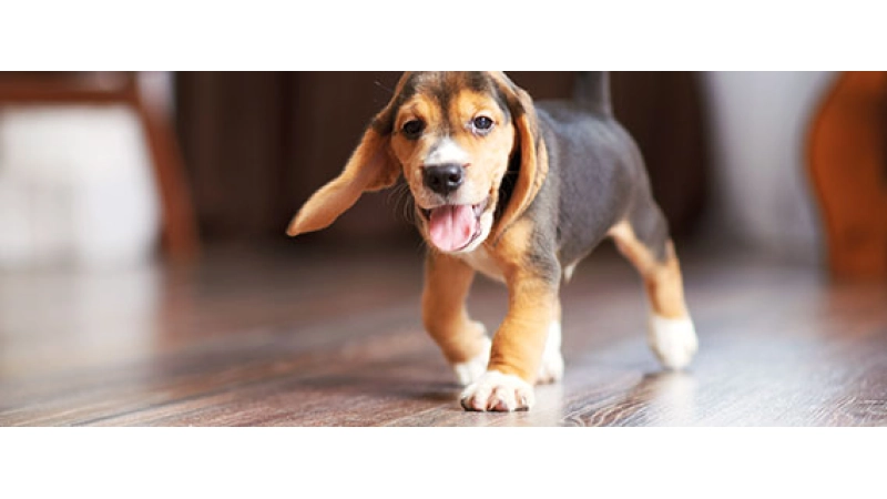 Nowość - Aurum Symfonia Aqua Zero z nowatorskim zamkiem AQ