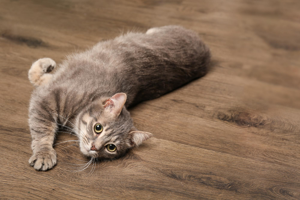 kot leżący na podłodze z paneli