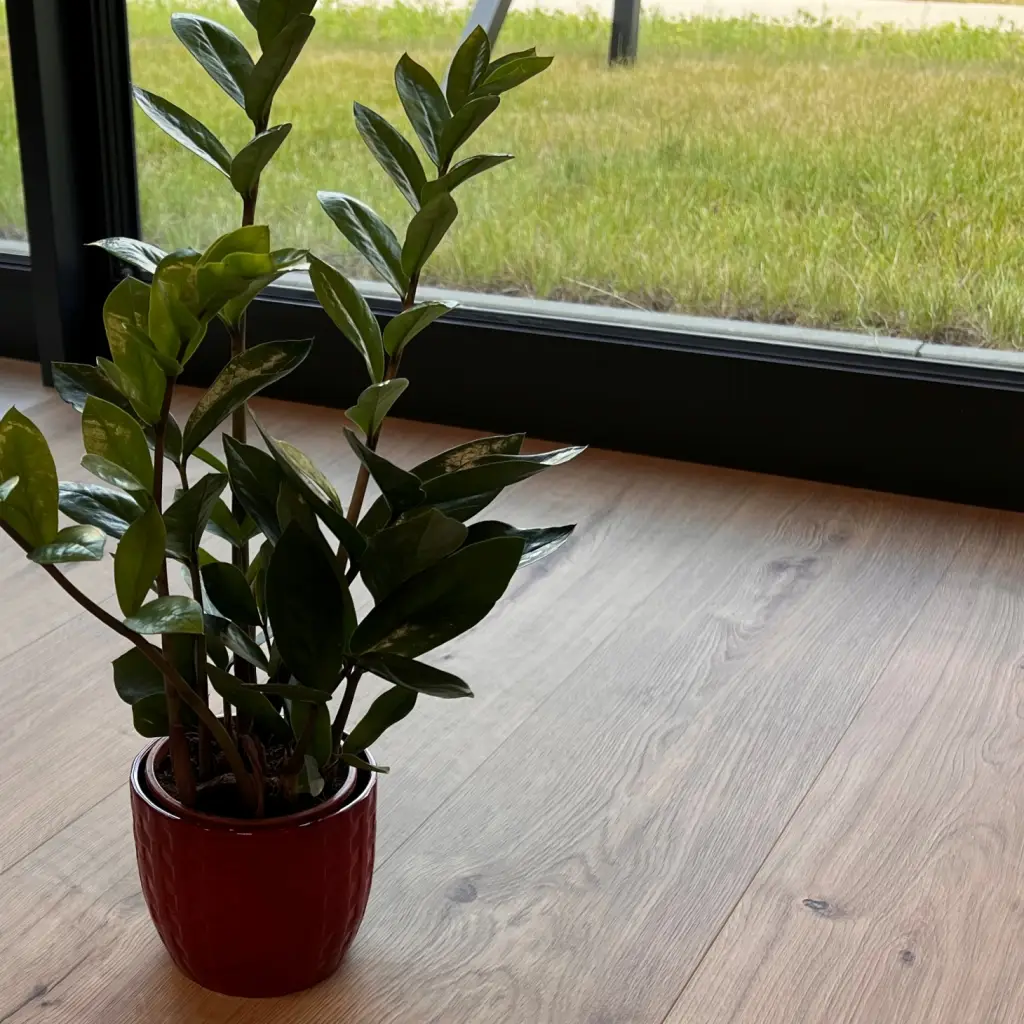 Panele winylowe ze zintegrowanym podkładem Pula 62728 Klasa 33 5.5 mm, Panele winylowe, Nuva XL Plus, Classen