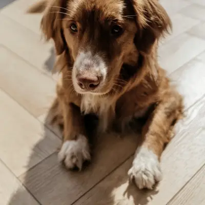 Panele winylowe Jodełka LVT Firenze dryback HB Mistrall Klasa 33 2.5 mm, FIR HB-2631-DB