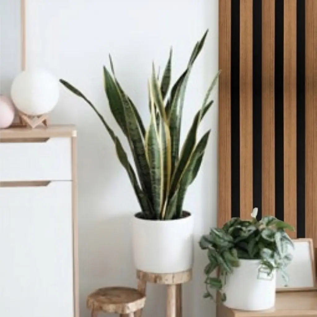 Lamele Akustyczne Listwa Dąb naturalny L 248B Teak Prawa , 120044203, Listwa zakończeniowa, Lamele akustyczne MDF AGT Akcesoria, AGT